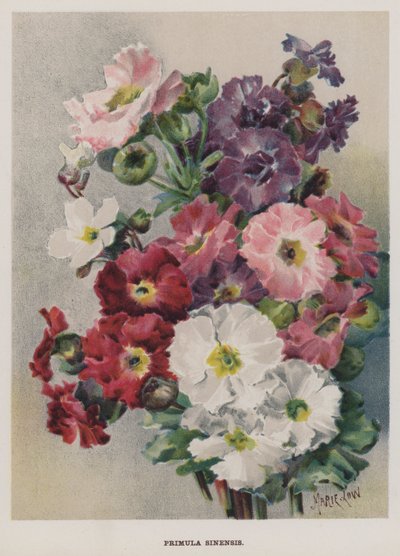 Primula Sinensis by Marie Low